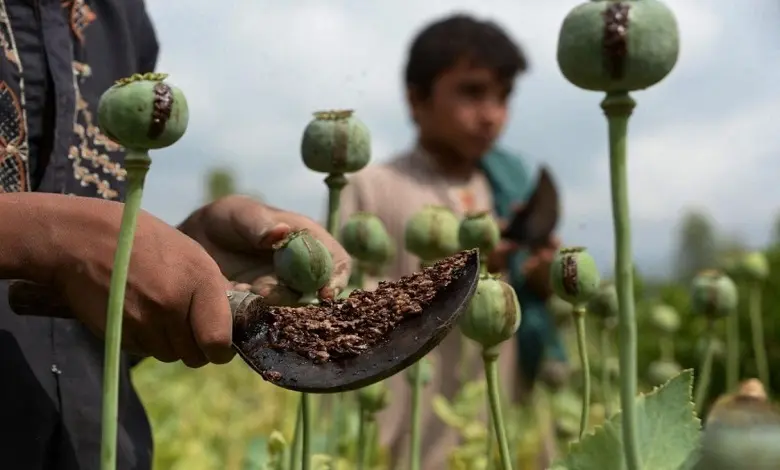 سخنگوی دولت درباره مجوز دولت برای کاشت خشخاش در ایران: با تجربه تحریم‌هایی که وجود دارد و بعضاً سایه‌های سیاسی که روی موضوعات ما انداخته می‌شود، جمع بندی بر این شد که به سمت تولید داخل برویم  | با همه ساز و کار‌های نظارتی که برای این قضیه وجود دارد، این ک
