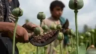 سخنگوی دولت درباره مجوز دولت برای کاشت خشخاش در ایران: با تجربه تحریم‌هایی که وجود دارد و بعضاً سایه‌های سیاسی که روی موضوعات ما انداخته می‌شود، جمع بندی بر این شد که به سمت تولید داخل برویم  | با همه ساز و کار‌های نظارتی که برای این قضیه وجود دارد، این ک
