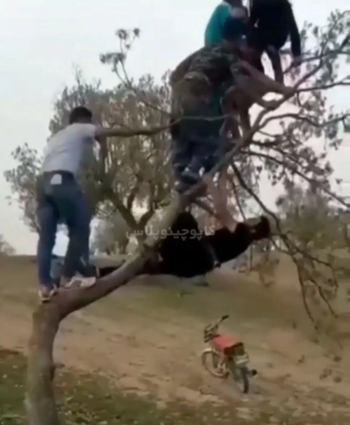 رفتار زشت چند نفر با یک درخت در روز سیزده بدر+ویدئو 