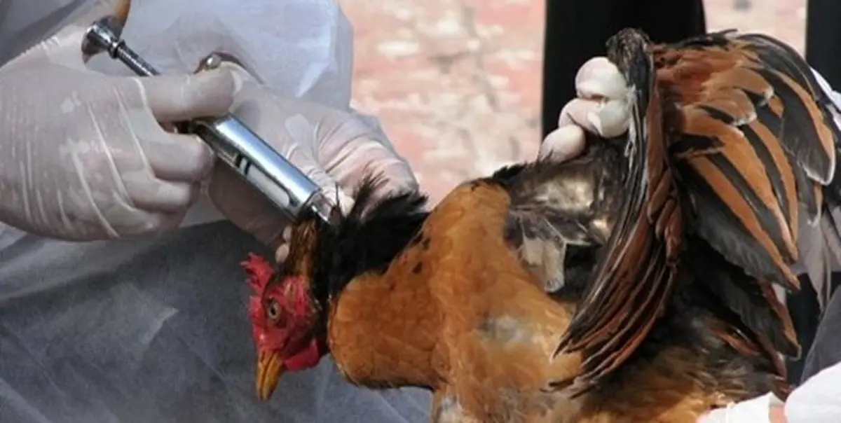 مهار آنفولانزای فوق‌حاد پرندگان در خراسان‌جنوبی