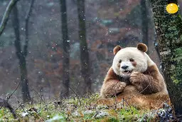  تنها خرس پاندای قهوه ای در جهان 