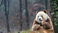  تنها خرس پاندای قهوه ای در جهان 