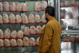مرغ ارزان می‌شود؟