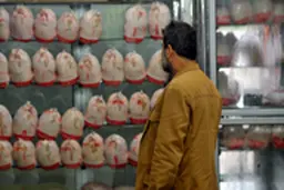مرغ ارزان می‌شود؟