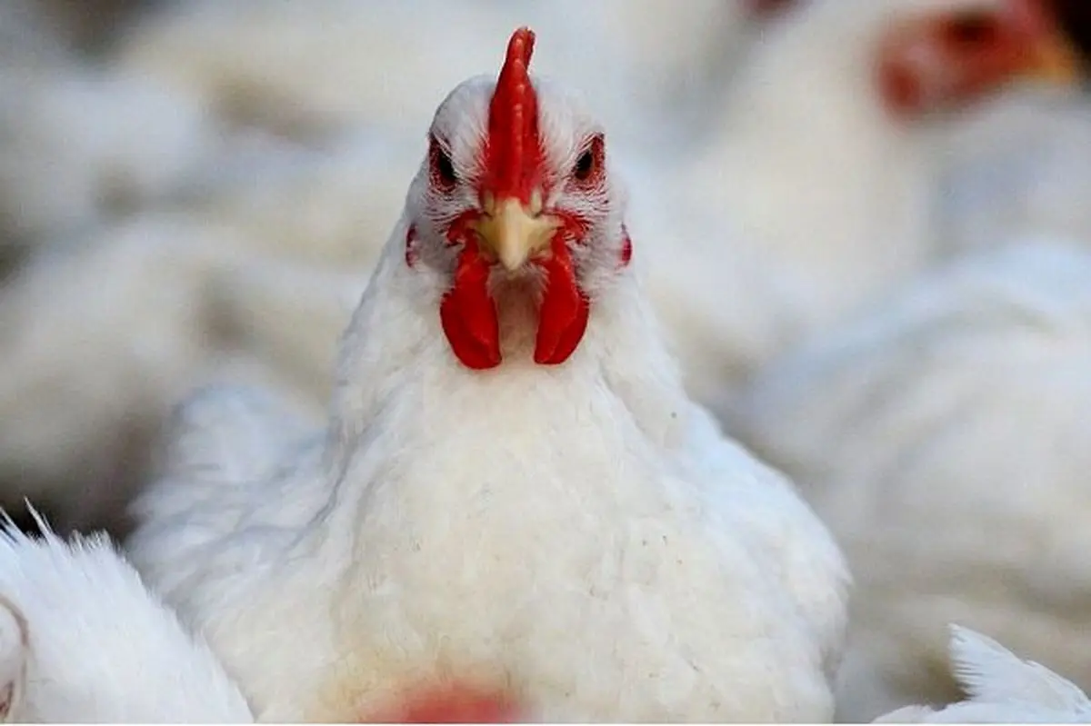 قیمت مرغ  |خروج ۷ هزار مرغدار از چرخه تولید  قیمت مرغ را افزایش داد  