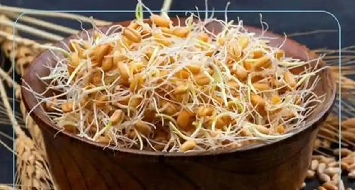 از خوردن جوانه گندم غافل نشوید | خواص جادویی جوانه گندم برای سلامتی
