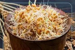 از خوردن جوانه گندم غافل نشوید | خواص جادویی جوانه گندم برای سلامتی