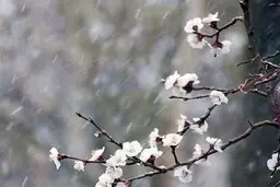 هشدار نارنجی هواشناسی فعال شد |  نخستین یخبندان و سرمازدگی سال نو در راه است | هشدار به مسافران نوروزی
