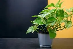 اگه پتوس هات ریشه نمیزنن ببین! | آموزش قلمه زدن گیاه‌ پتوس +ویدئو