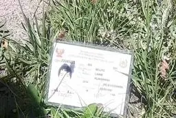 
هلال احمر | جسد یک کوهنورد اهل پرو در دماوند پیداشد
