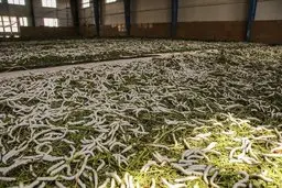 پرورش کرم ابریشم در بجنورد+عکس