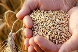  کاهش ۳۰ درصدی مصرف گندم پس از اصلاح یارانه‌ها 