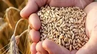  کاهش ۳۰ درصدی مصرف گندم پس از اصلاح یارانه‌ها 
