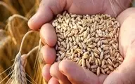  کاهش ۳۰ درصدی مصرف گندم پس از اصلاح یارانه‌ها 