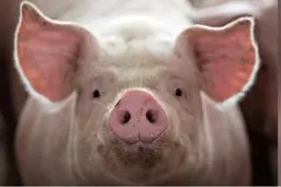 ویروس جدید در چین | شناسایی نوعی ویروس آنفلوآنزا در چین