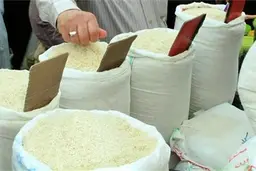قیمت برنج دست گروهای مافیایی