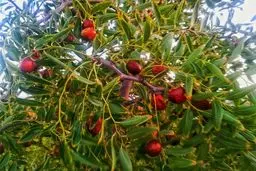 عناب های سرخ را تو بچین 