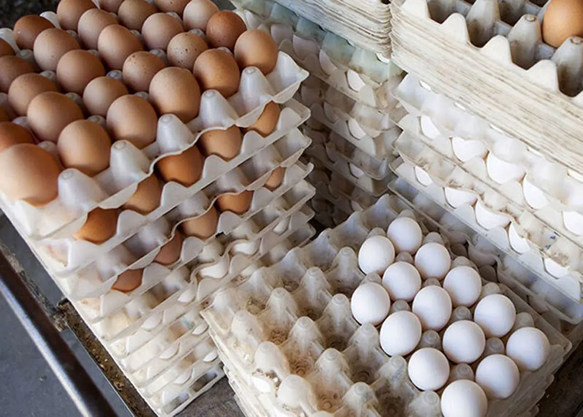 قیمت تخم مرغ کاهش پیدا می‌کند ؟ | قیمت تخم مرغ روز + جدول