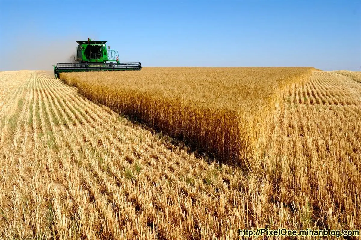 عدم خرید گندم‌ سن‌زده در مرند | کشاورزان مراقب باشند!