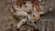 دعوای سنجاب و کلاغ سر سالاد الویه! | کلیپ زیبایی از غذا دادن به حیوانات +ویدئو