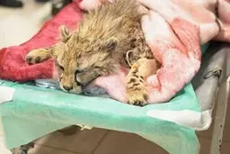 خبر تلخ صبحگاهی | پیروز تلف شد