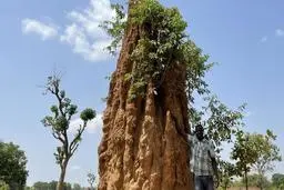  لانه‌های غول پیکر موریانه‌ها + تصاویر