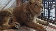 5 شیر وحشی از باغ وحش فرار کردند! | به صدا درآمدن آژیر باعث وحشت  مردم شد +ویدئو