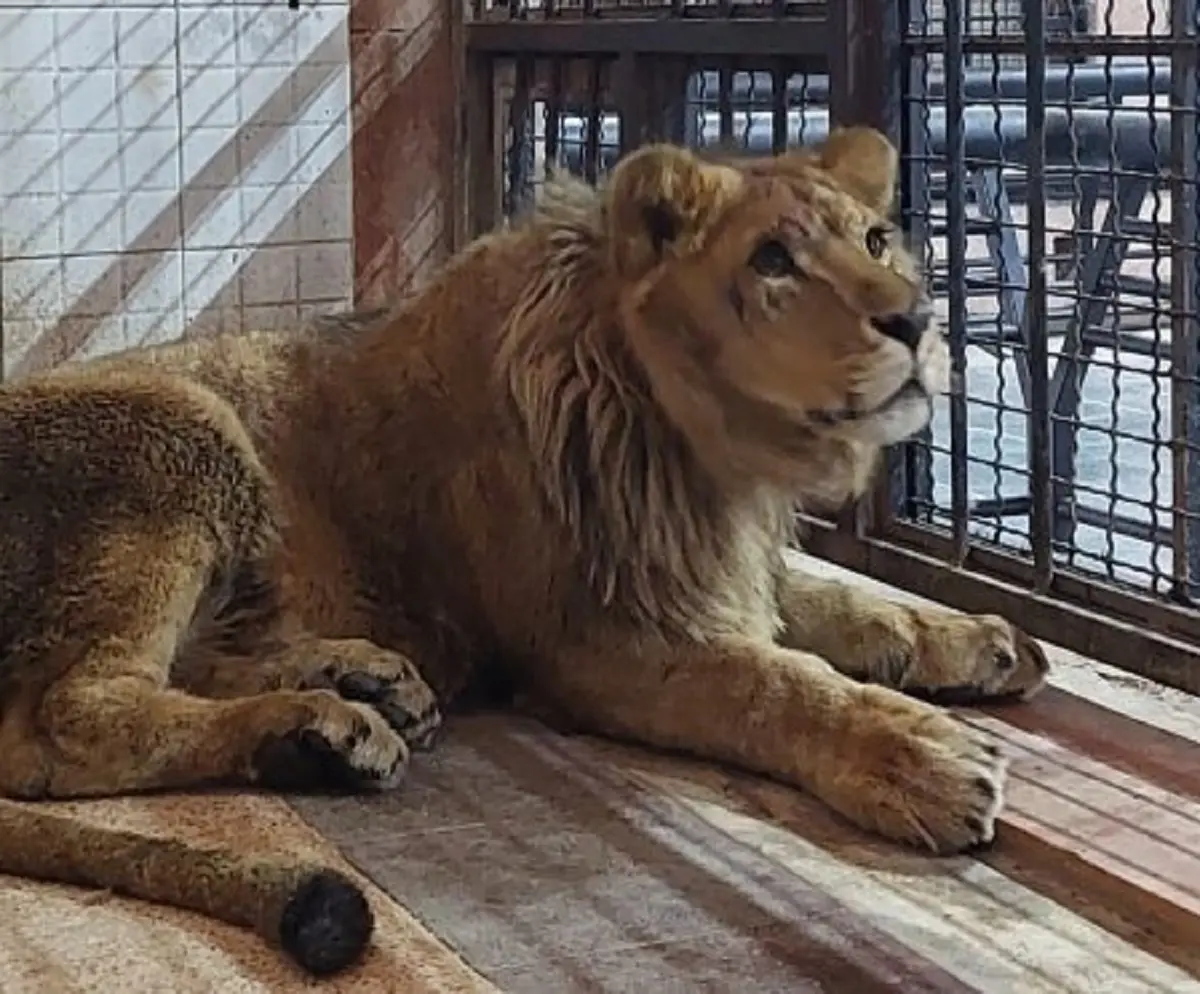 5 شیر وحشی از باغ وحش فرار کردند! | به صدا درآمدن آژیر باعث وحشت  مردم شد +ویدئو