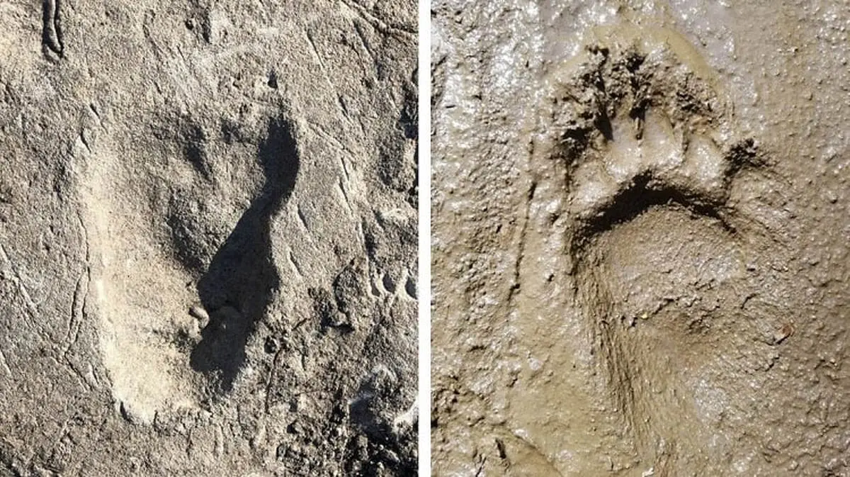 کشف قدیمی‌ترین شواهد از حرکت انسان بر روی دو پا