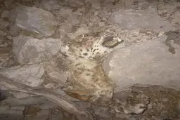 تصویردلخراش از لاشه یک قلاده پلنگ ایرانی  + عکس