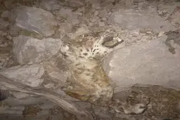 تصویردلخراش از لاشه یک قلاده پلنگ ایرانی  + عکس