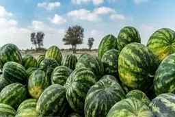 گمرک: صادرات روزانه ۱۰۰ کامیون هندوانه از ایران به ترکیه