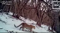 دو توله پلنگ در کنار مادرشان در جنگل‌های برفی مازندران + ویدئو