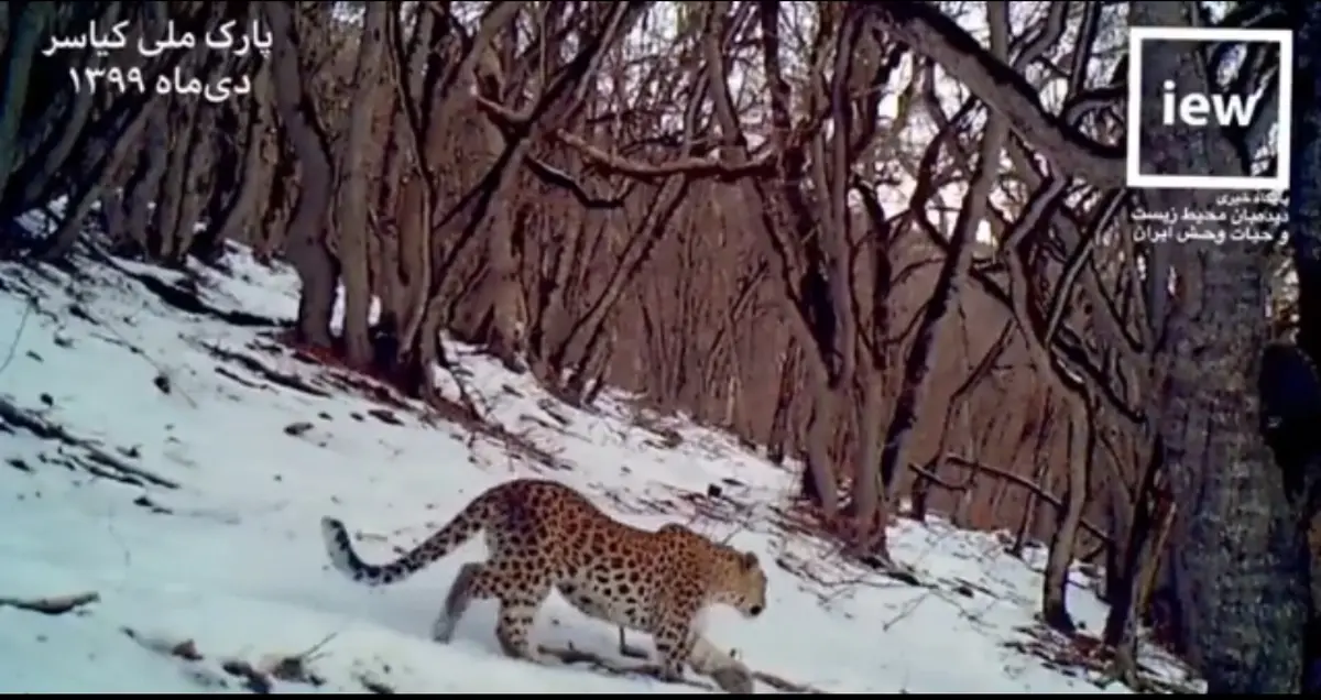 دو توله پلنگ در کنار مادرشان در جنگل‌های برفی مازندران + ویدئو