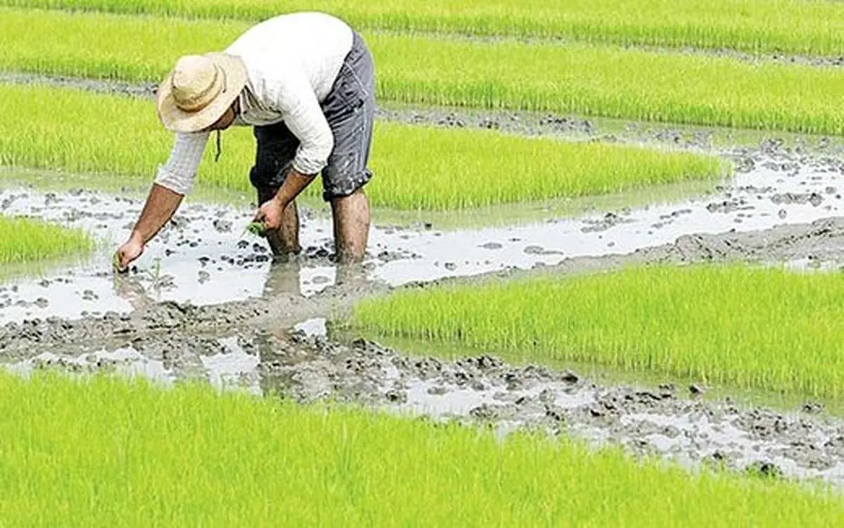 کشت برنج در استان‌های شمالی کشور قراردادی می‌شود 