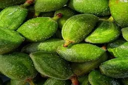 نوبرانه‌ای با طعم خطر | مراقب چغاله‌های بادام تلخ باشید!