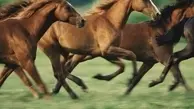 نعل اسب چه سودی برای خود اسب دارد؟ | چرا اسب های وحشی نیاز به نعل اسب ندارند؟
