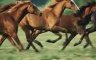نعل اسب چه سودی برای خود اسب دارد؟ | چرا اسب های وحشی نیاز به نعل اسب ندارند؟