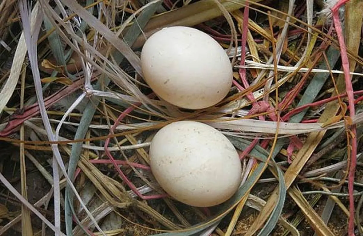 آیا واقعا تخم کبوتر کودکان را به حرف می‌آورد؟ | بررسی تاثیر تخم کبوتر بر حرف زدن کودک