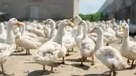 تصویری بامزه از اردک‌ها در باران | چرا مثل مجسمه بی‌حرکت می‌مانند؟ +ویدئو