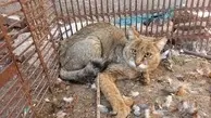 رهاسازی گربه جنگلی در مناطق حفاظت شده شهرستان اهر+ویدئو 