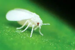 
۱۵نکته جالب درباره مگس‌های سفید