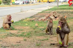 سیگار کشیدن عجیب یک اورانگوتان | شباهت باورنکردنی به انسان + ویدئو