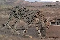 «ایران» باردار است؟