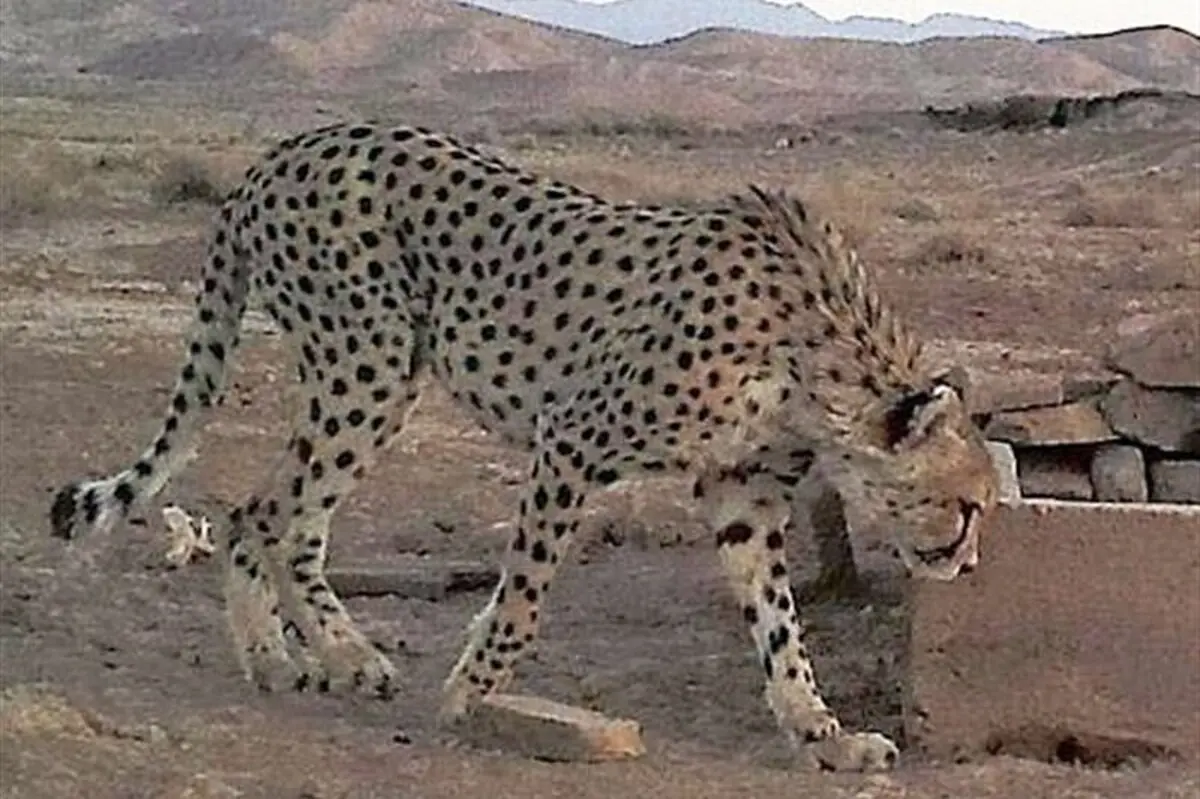«ایران» باردار است؟