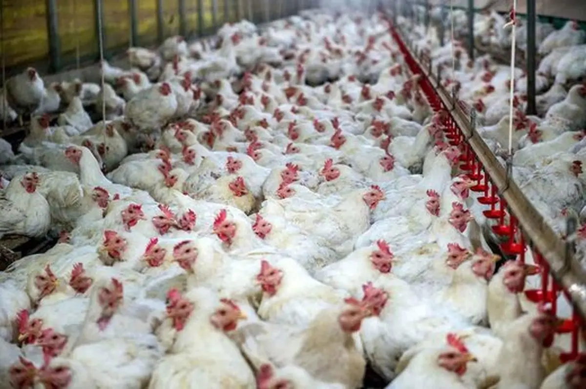 ریشه گرانی مرغ در وزارت صمت و جهاد کشاورزی است