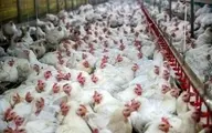 ریشه گرانی مرغ در وزارت صمت و جهاد کشاورزی است