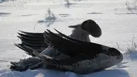 ویدیویی عجیب و غمگین از یخ زدن پرندگان | هزاران پرنده در چین یخ زدند +ویدئو