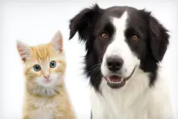 حیوانات خانگی و کرونا