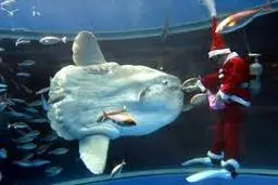 داستان عجیب آکواریوم ژاپن | خورشید ماهی که با دیدن ماکت انسان شاد شد! +ویدئو